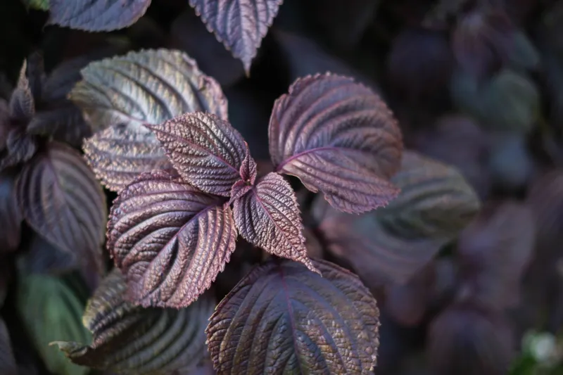 Roots, Leaves, and Rhizomes: A US Gardener's Guide to Cultivating Hokkaido's Most Treasured Culinary Herbs