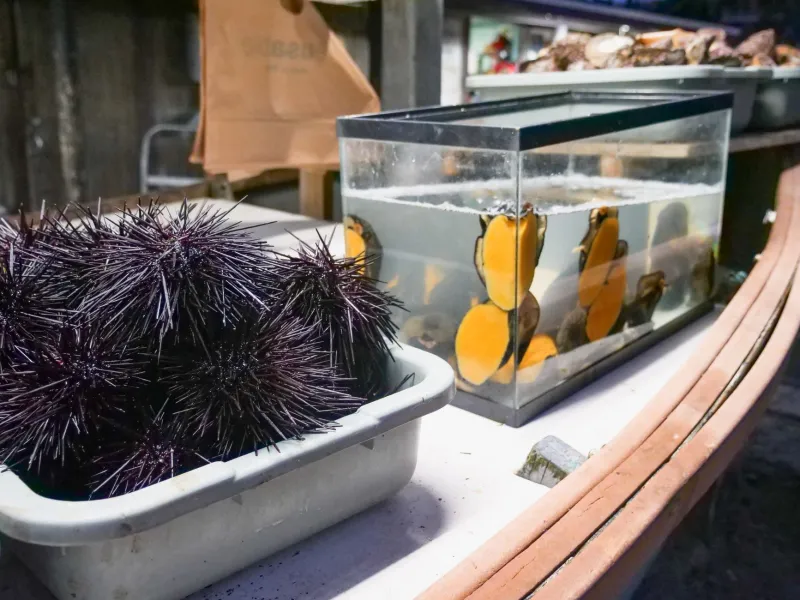 A Month-by-Month Procurement Guide to Hokkaido's Finest Seafood
